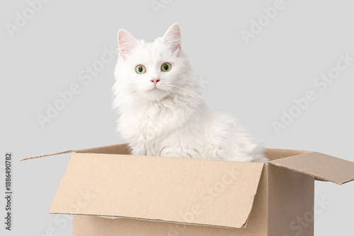 Cute fluffy cat with box ag...