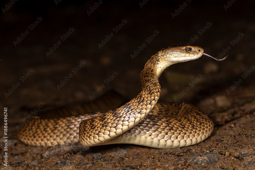 Fototapeta premium Highly venomous Rough-scaled Snake from Australia