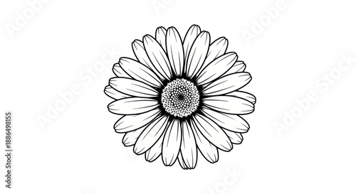 Intricate black and white botanical illustration of a single daisy flower head.
