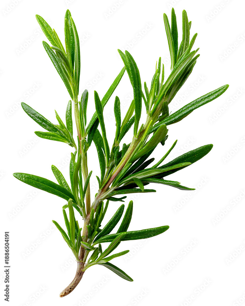Obraz premium Fresh Rosemary Sprig - Culinary Herb for Cooking and Aromatherapy, isolated on transparent background