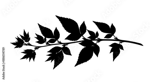 Silhouette of a delicate branch with multiple pointed leaves.