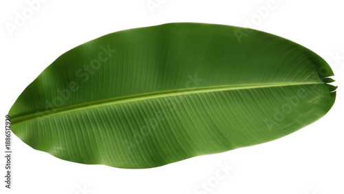 Fresh green banana leaf PNG isolated on transparent background, tropical foliage for exotic designs and natural themes