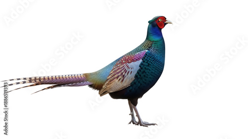 Konstfotografi Colorful Reeves s pheasant isolated PNG on transparent background, exotic bird w
