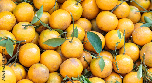 Fresh orange tangerines with green leaves piled together in a local fruit market during harvest.