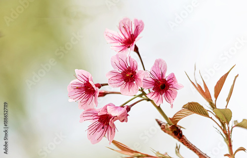 Close up of five pink Wild Himalayan Cherry blossoms on a branch with blurred background.