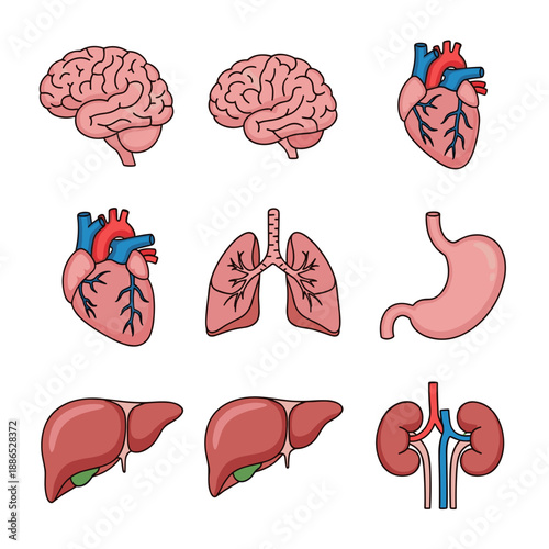 Collection of Human Internal Organ Icons Anatomy
