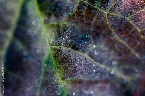 Photos ruby falls weeping redbud tree leaf with rain dops