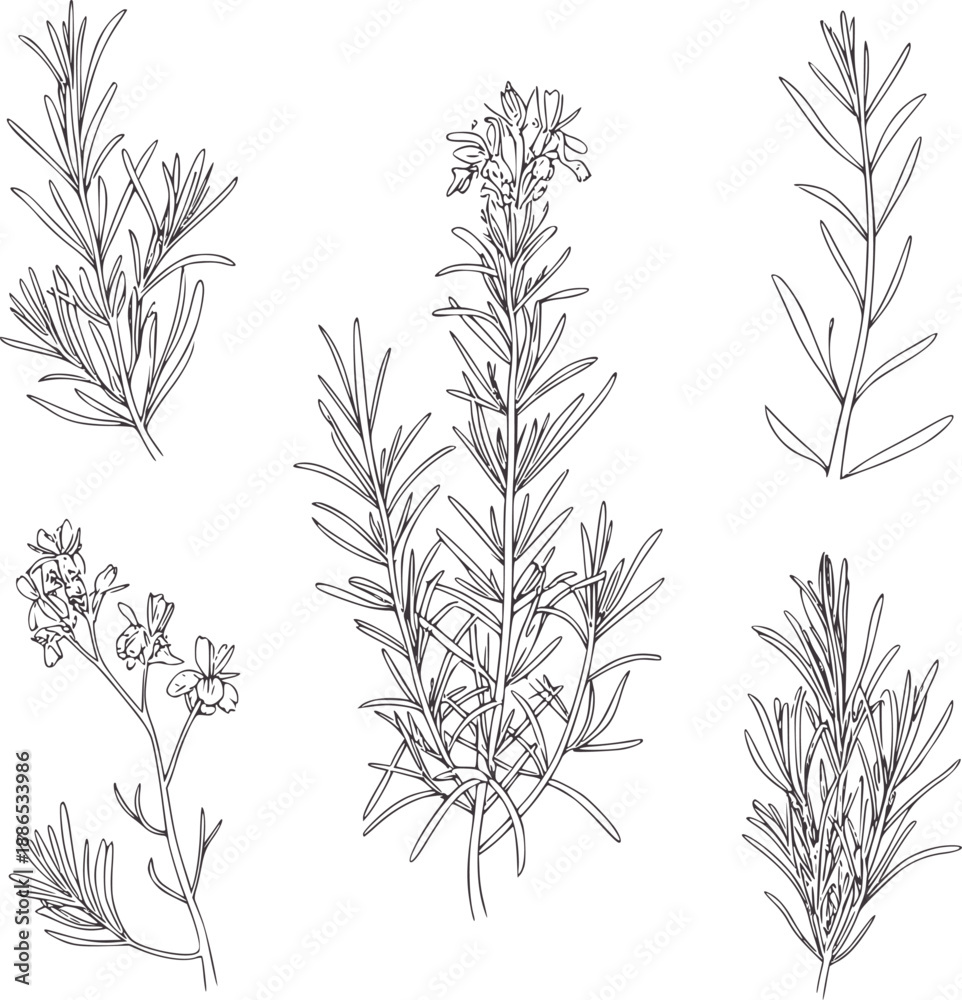 Fototapeta premium Five line of rosemary sprigs and flowering rosemary herb plant botanical