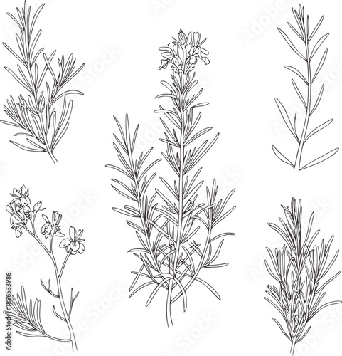 Five line of rosemary sprigs and flowering rosemary herb plant botanical