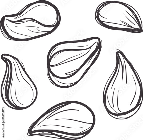 Hand drawn of seven almond nuts seed food