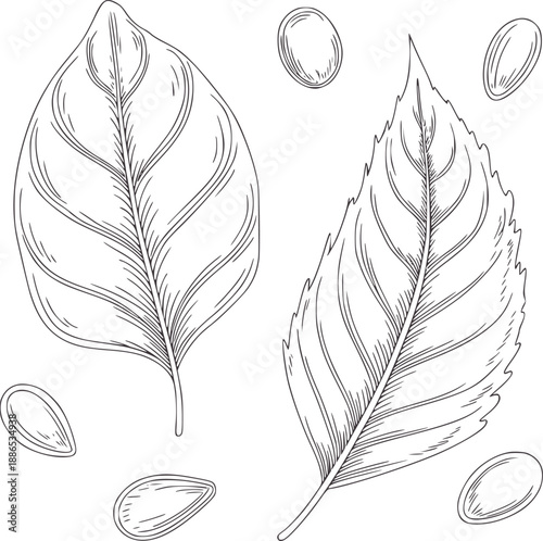 Two line botanical leaves and scattered seeds leaf