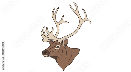 Illustrated Deer Head with Large Multi-Tined Antlers.