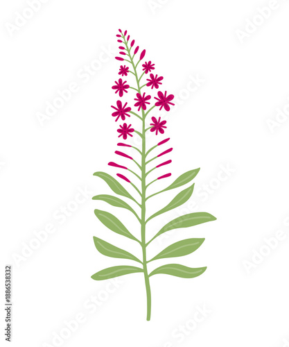 Fireweed, Chamaenerion angustifolium, vector illustration of a wildflower.