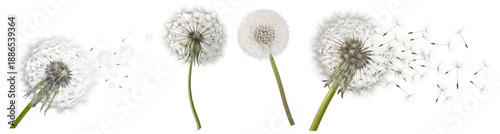 Photos realistic photograph of delicate dandelion seed heads, some dispersing their fluffy parachutes into the air, symbolizing wishes and freedom