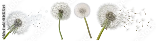 Panel kuchenny z motywem realistic photograph of delicate dandelion seed heads, some dispersing their fluffy parachutes into the air, symbolizing wishes and freedom.
