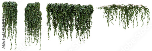 Obraz na plátne photograph of lush green ivy vines, hanging naturally, isolated on a transparent background, perfect for design elements or architectural accents