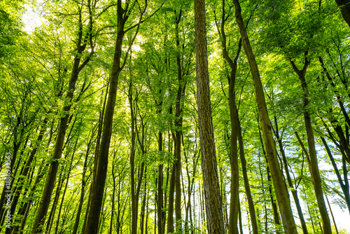 Green deciduous forest in spring.
