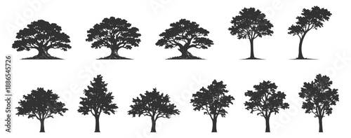 Tree silhouette vector illustration with forest foliage nature plant greenery landscape oak pine palm deciduous conifer canopy ecology wild botanical scenic environment on transparent background
