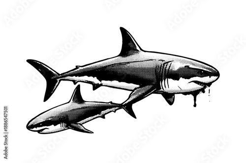 Two Sharks Swimming. Hand Drawn Retro Vector Illustration Isolated on White. Vintage Engraving Style Great White Shark Illustration with Halftone Shading.