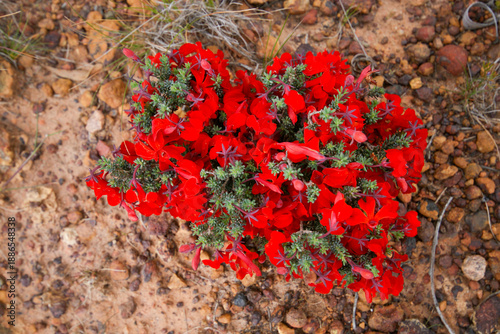Bild auf Leinwand Red Leschenaultia (Lechenaultia formosa), in natural habitat near Esperance, Aus