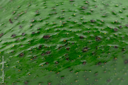 close up of green avocado fruit skin