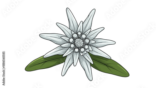 Detailed botanical illustration of a white edelweiss flower with its characteristic fuzzy petals and green leaves underneath.