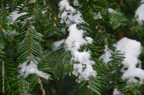 Fotografi Closeup snow covered balsam fir tree branches (Abies balsamea)