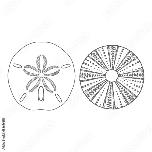Sand Dollar Sea Urchin Shell Silhouette Beach Find Vector Icon Isolated on White Background Ocean Life