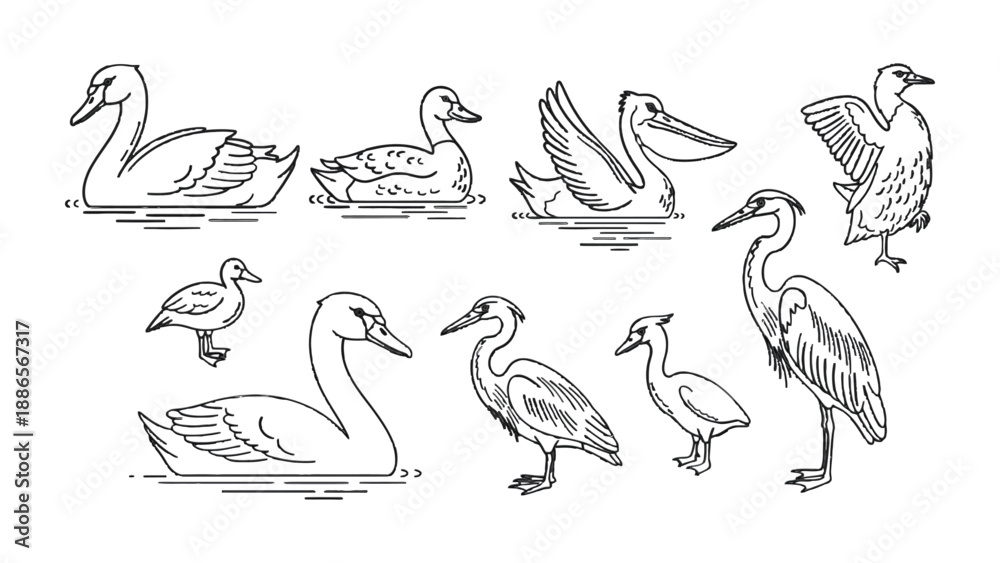 Obraz premium Feathered Friends: A collection of various bird illustrations showcasing a variety of avian species, each artfully captured in line art, highlighting their unique forms and features.