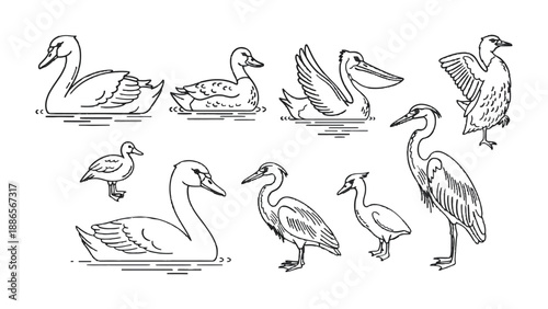 Feathered Friends: A collection of various bird illustrations showcasing a variety of avian species, each artfully captured in line art, highlighting their unique forms and features.