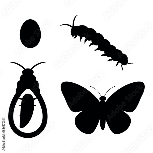 Stages of the butterfly life cycle Vector