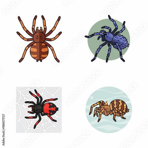 Close up of a Tarantula Spider