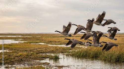 Flock of geese flying over marshland at sunset 