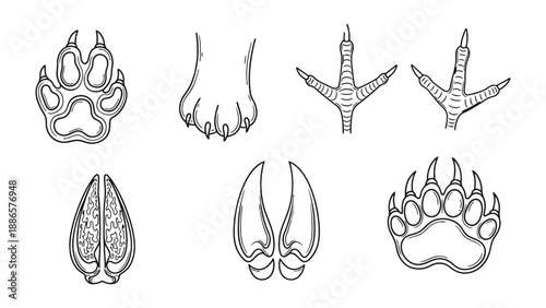 Animal Footprints: Detailed illustration of various animal tracks, showcasing diverse shapes and sizes, perfect for nature enthusiasts.
