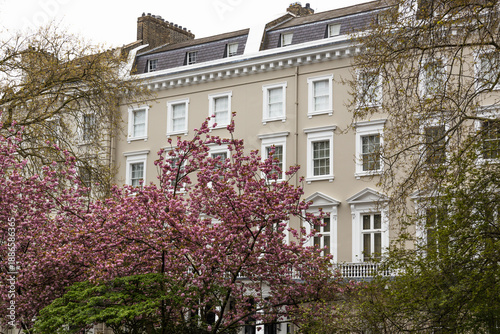 Photography Luxury Residential Street in London with Blossoming Sakura