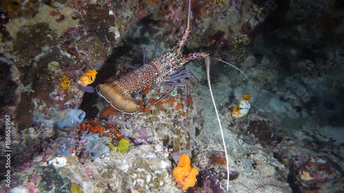 A spiny lobster moves cautiously along the reef substrate in the Banda Sea, Maluku, Indonesia