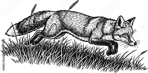 Running fox illustration jumping through grass, wild animal sketch in natural habitat, detailed black and white drawing