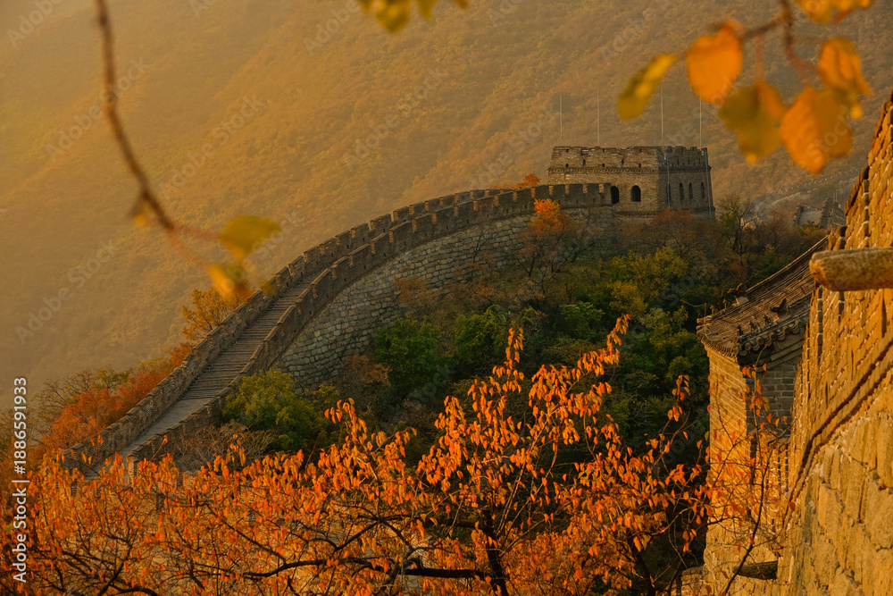 Fototapeta premium CLOSE UP: Beautiful fall colored forest surrounds golden lit Great Wall of China