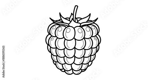 Black and white line drawing of a raspberry fruit