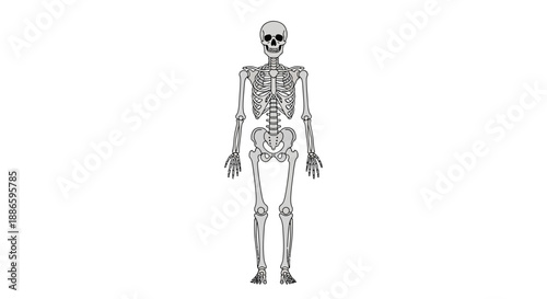 Detailed human skeleton illustration in anatomical front view