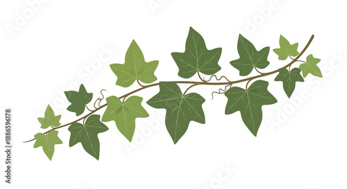 Green Ivy Vine Branch with Lush Leaves on White Background