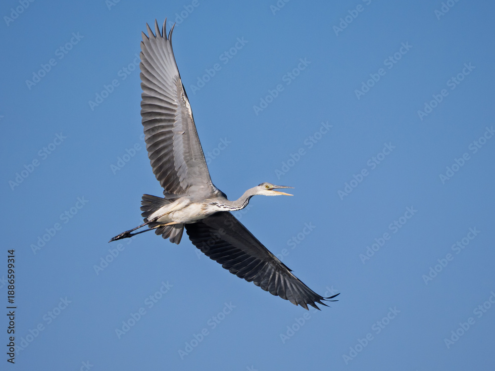 Obraz premium Grey heron in flight with wings fully extended against clear blue sky.