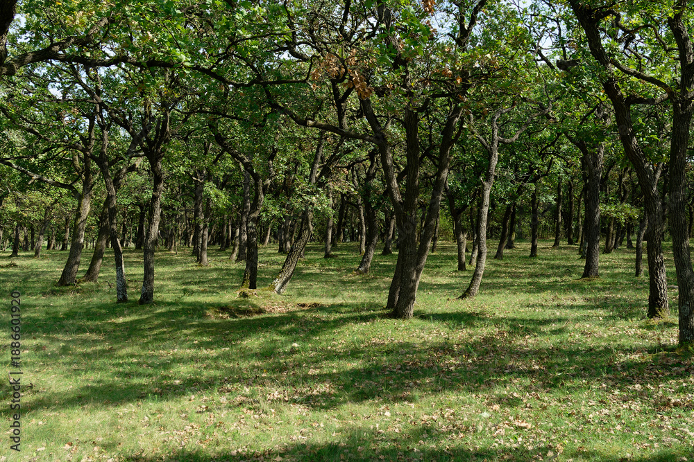 Obraz premium An enchanting view of a dense forest with sunlight filtering through the trees.