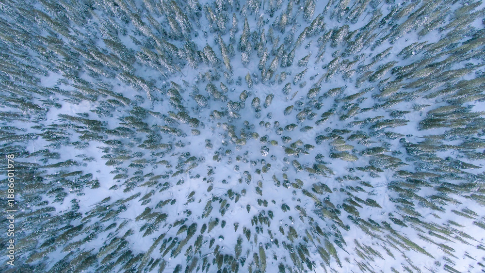 Fototapeta premium TOP DOWN: Flying above beautiful coniferous woodlands right before Christmas.