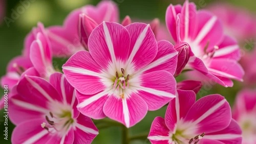 Vibrant pink geranium blooms in full bloom