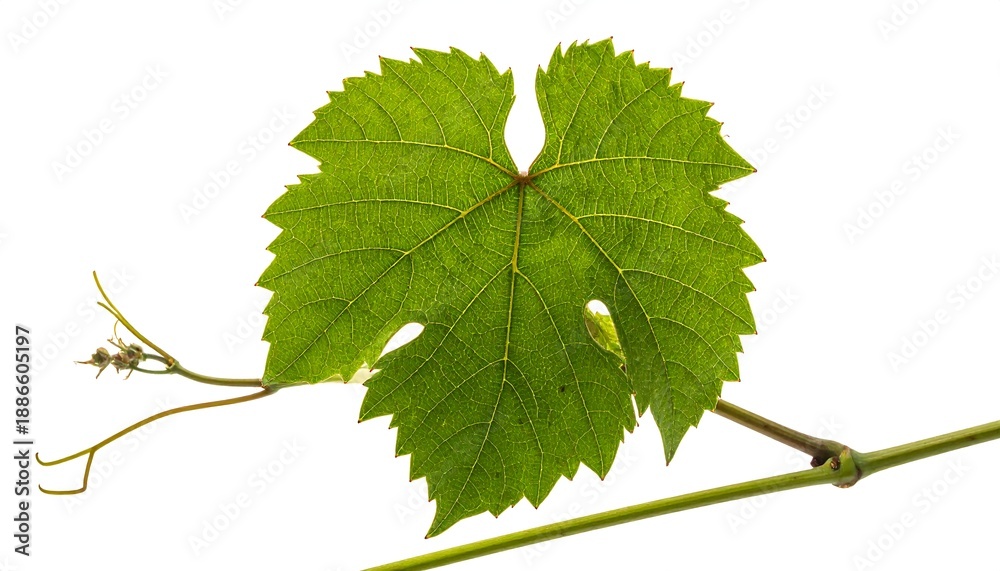 Fototapeta premium Grape Leaf Close-Up on White Background for Design.