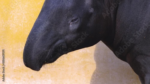 Close up of a Malayan tapir head moving it's nose and chewing on a sunny spring day
