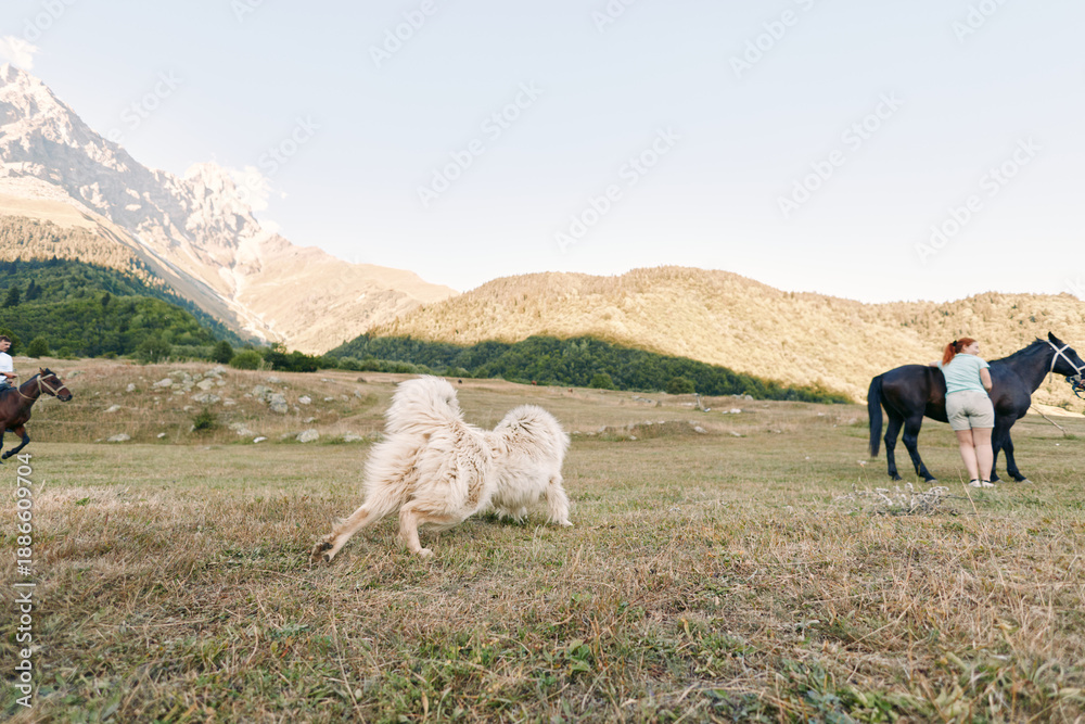 Fototapeta premium Horse, dog, mountain, field, people, landscape, meadow, rider: Wide sunlit mountain meadow with riders and a fluffy dog near grazing horses, expansive grassy field and distant peaks for outdoor