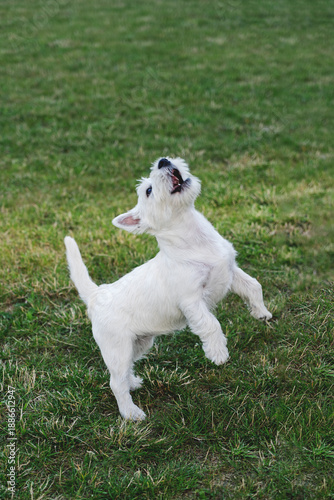 Wallpaper Mural Energetic white Westie terrier jumps on green grass outdoors, playful motion, neutral Cloud Dancer color mood for 2026 Torontodigital.ca