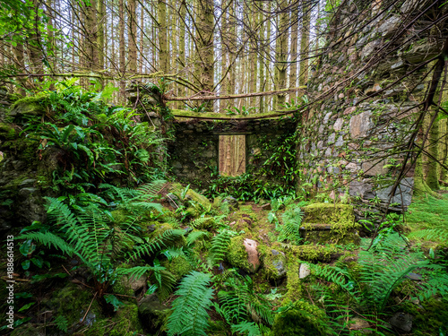 Tableau sur toile Stone ruins overtaken by moss and ferns in Ballachulish forest